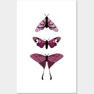 Pink moths Posters and Art